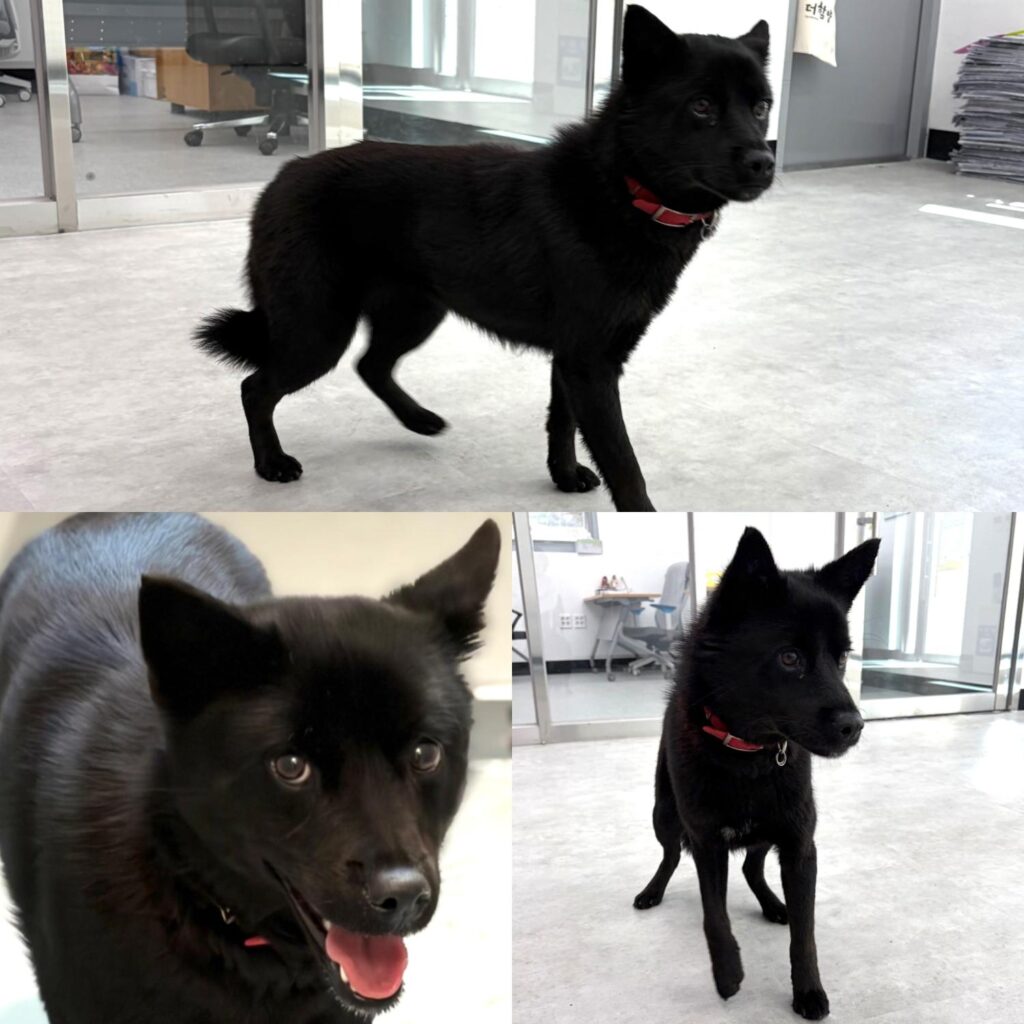 neugle pet 경남 함양 2026 00037