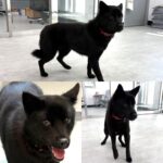 neugle pet 경남 함양 2026 00037