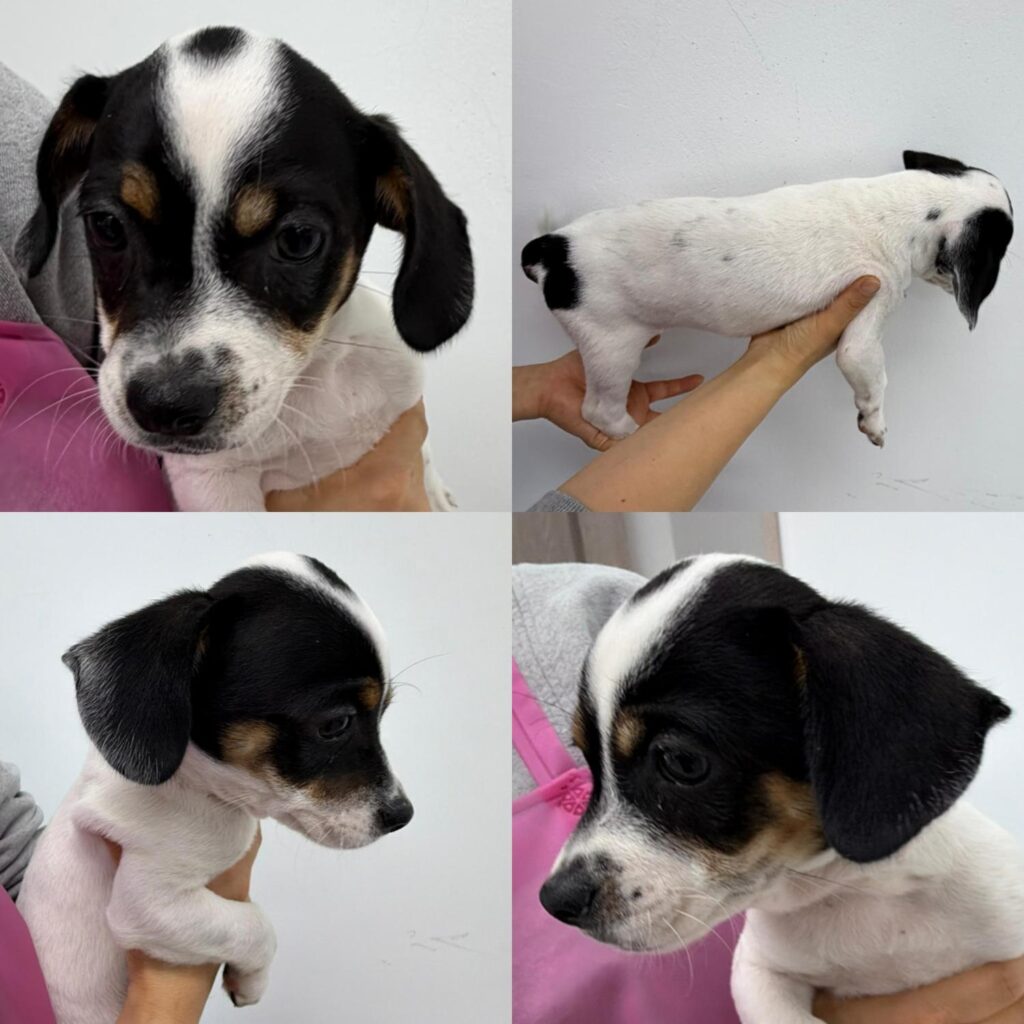 neugle pet 경남 함양 2026 00040