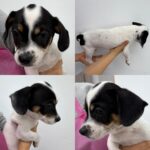 neugle pet 경남 함양 2026 00040