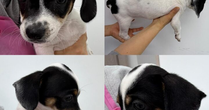 neugle pet 경남 함양 2026 00040