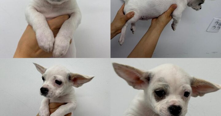 neugle pet 경남 함양 2026 00041