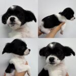 From South Korea's Hamyang-gun: A Gentle 믹스견 Puppy's Plea for International Adoption 13 neugle pet 경남 함양 2026 00042