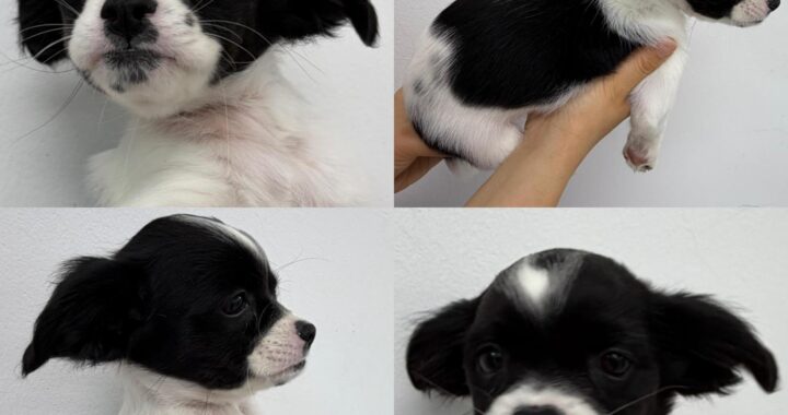 neugle pet 경남 함양 2026 00042