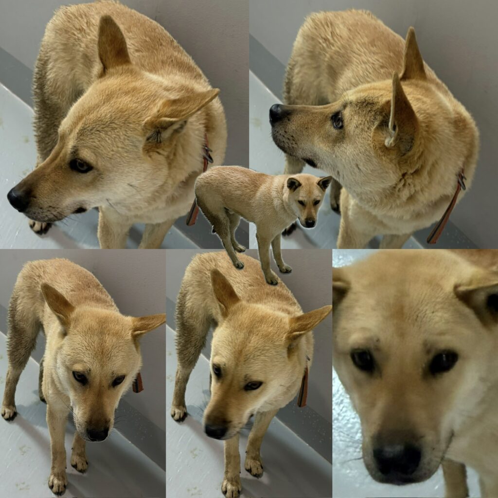 neugle pet 경남 함양 2026 00043