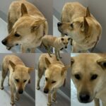 neugle pet 경남 함양 2026 00043