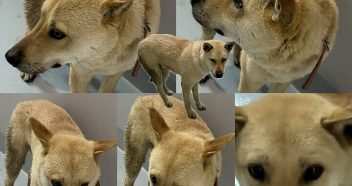 neugle pet 경남 함양 2026 00043