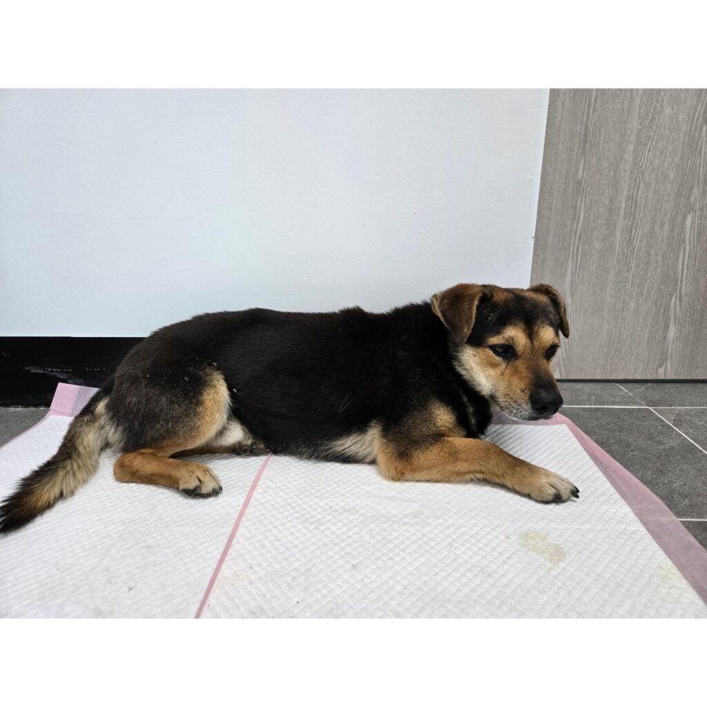 neugle pet 경남 함양 2026 00048