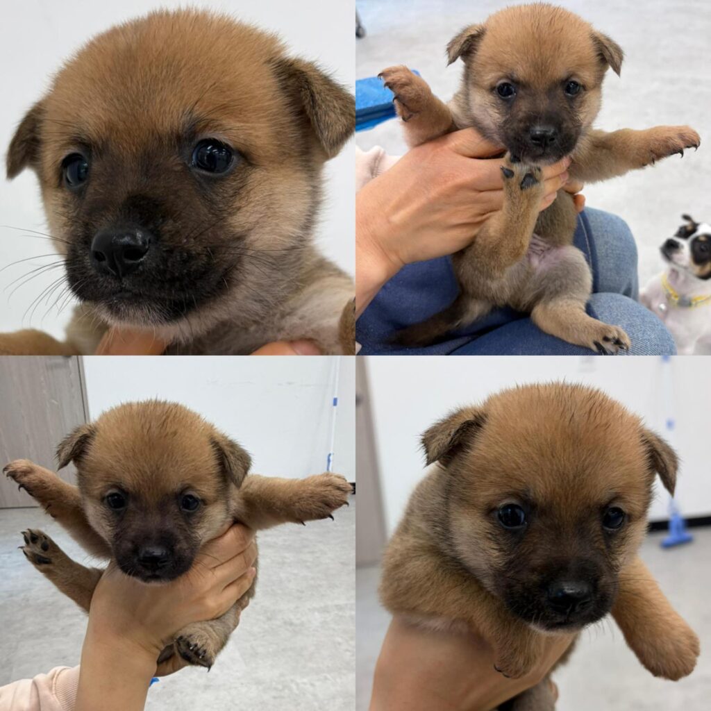 neugle pet 경남 함양 2026 00050