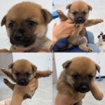 neugle pet 경남 함양 2026 00050