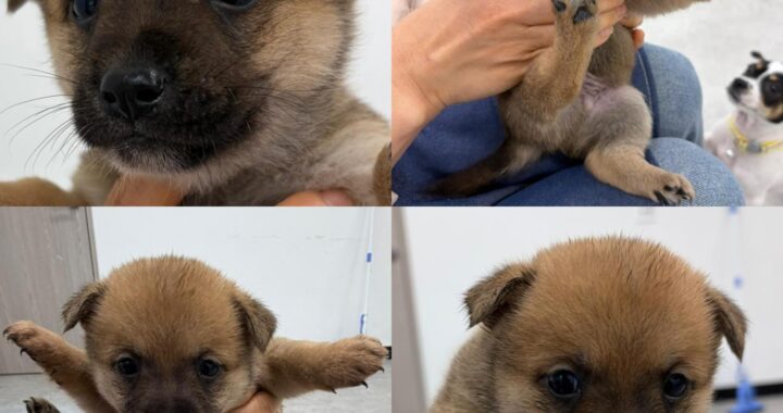 neugle pet 경남 함양 2026 00050