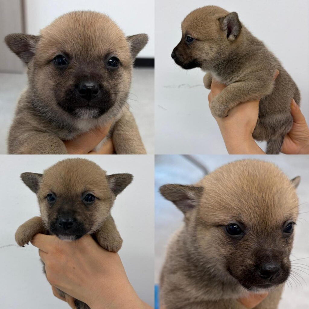 neugle pet 경남 함양 2026 00051