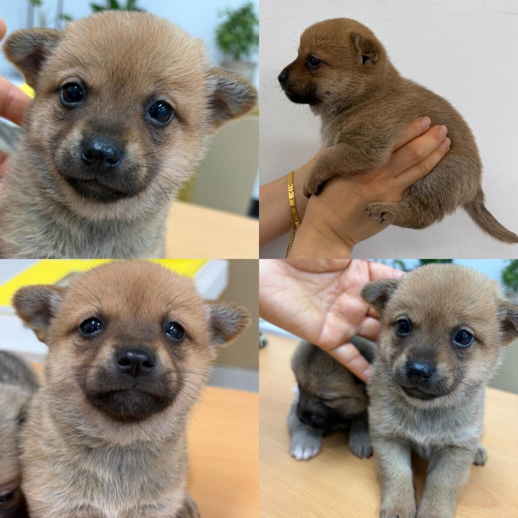 neugle pet 경남 함양 2026 00052