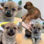 neugle pet 경남 함양 2026 00052