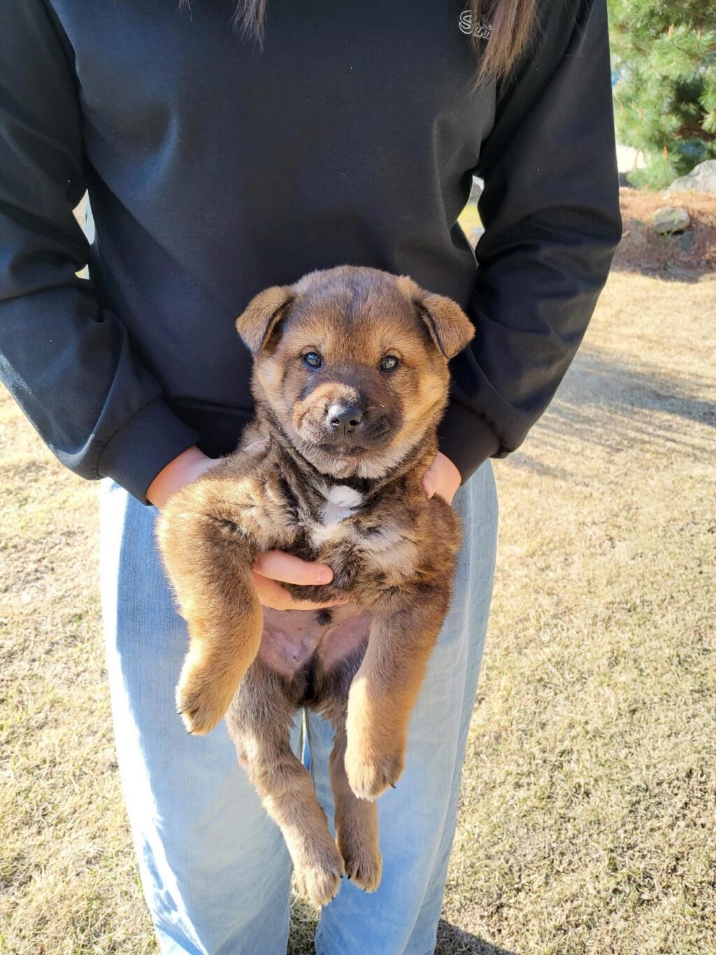 neugle pet 경남 합천 2026 00145