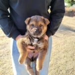 From Wandering Villages of Hapcheon-gun to a Global Home: The Heartwarming Tale of a Resilient South Korean Mix-Breed Puppy 11 neugle pet 경남 합천 2026 00145