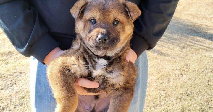 neugle pet 경남 합천 2026 00145