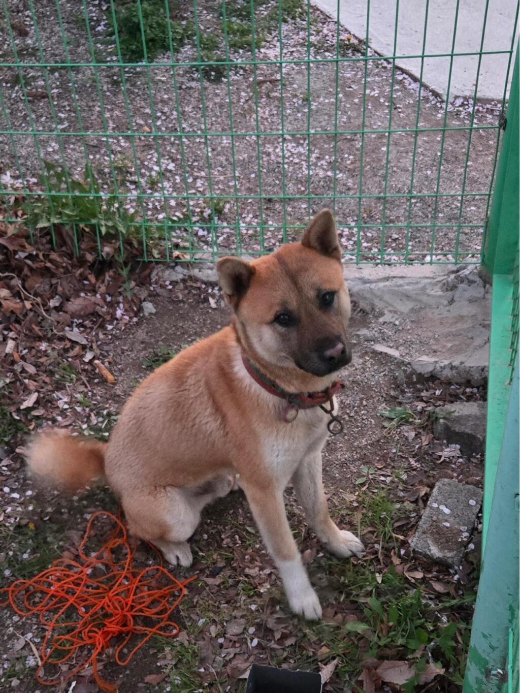 neugle pet 경남 합천 2026 00146