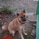 neugle pet 경남 합천 2026 00146