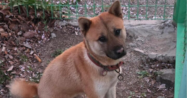 neugle pet 경남 합천 2026 00146