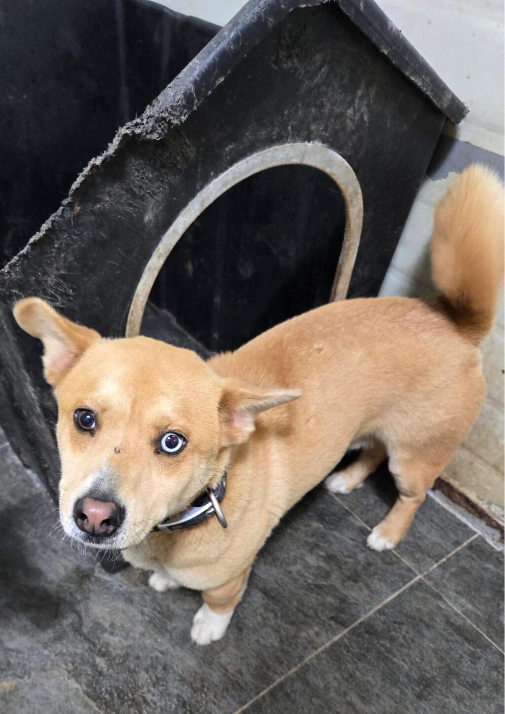 neugle pet 경남 합천 2026 00147