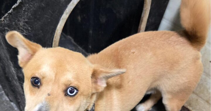 neugle pet 경남 합천 2026 00147