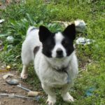 neugle pet 경남 합천 2026 00148