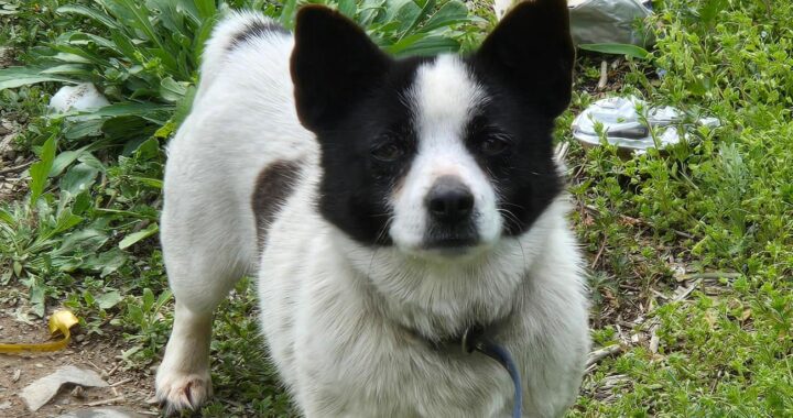 neugle pet 경남 합천 2026 00148