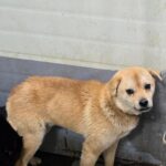 neugle pet 경남 합천 2026 00149