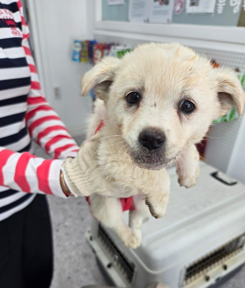 neugle pet 경남 합천 2026 00150