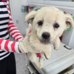 neugle pet 경남 합천 2026 00150