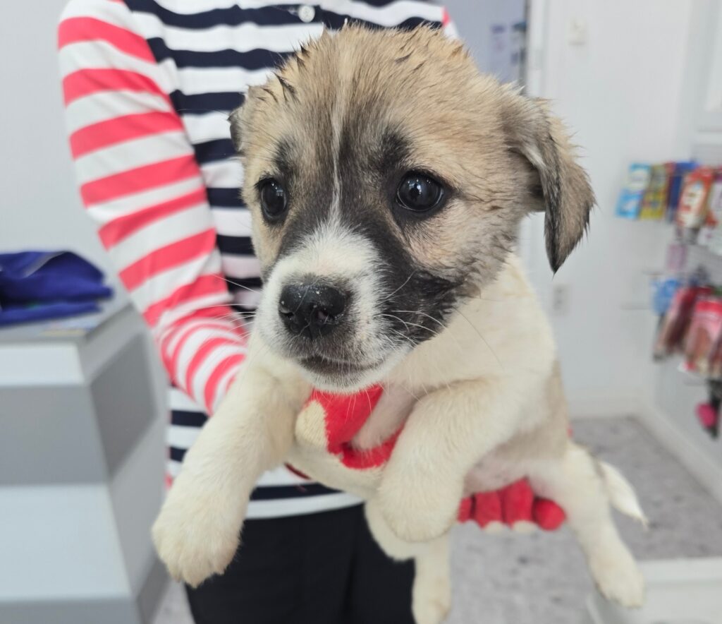 neugle pet 경남 합천 2026 00151