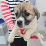 A Tiny Wanderer's Hope: The Hapcheon-gun Mix-Breed Puppy Seeking International Adoption 9 neugle pet 경남 합천 2026 00151