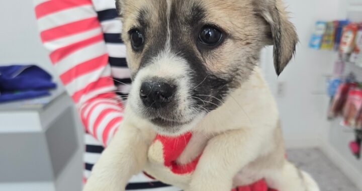 neugle pet 경남 합천 2026 00151