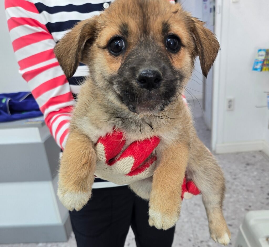 neugle pet 경남 합천 2026 00152