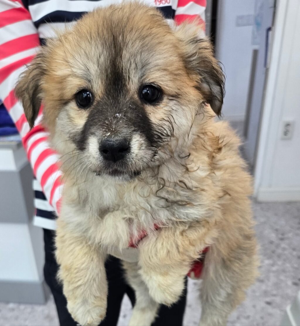 neugle pet 경남 합천 2026 00153