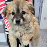 Bomi's Brave Journey: A Little Mixed-Breed from Hapcheon County Seeks International Adoption After South Korea Stray Rescue 14 neugle pet 경남 합천 2026 00153