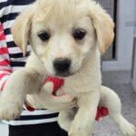 From Wandering Streets to Global Hearts: A Hapcheon Puppy's Journey to International Adoption 9 neugle pet 경남 합천 2026 00154