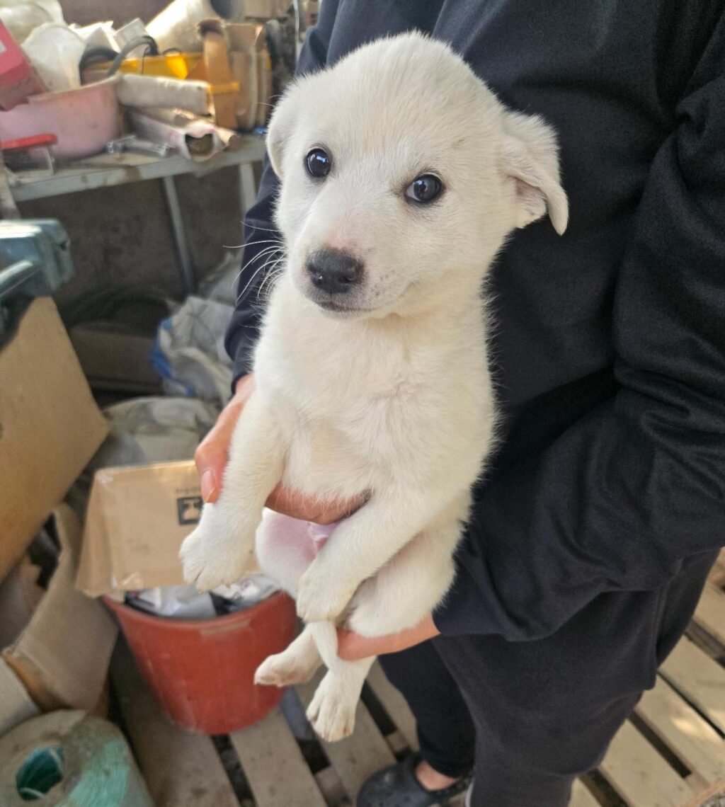 neugle pet 경남 합천 2026 00155