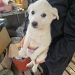 neugle pet 경남 합천 2026 00155