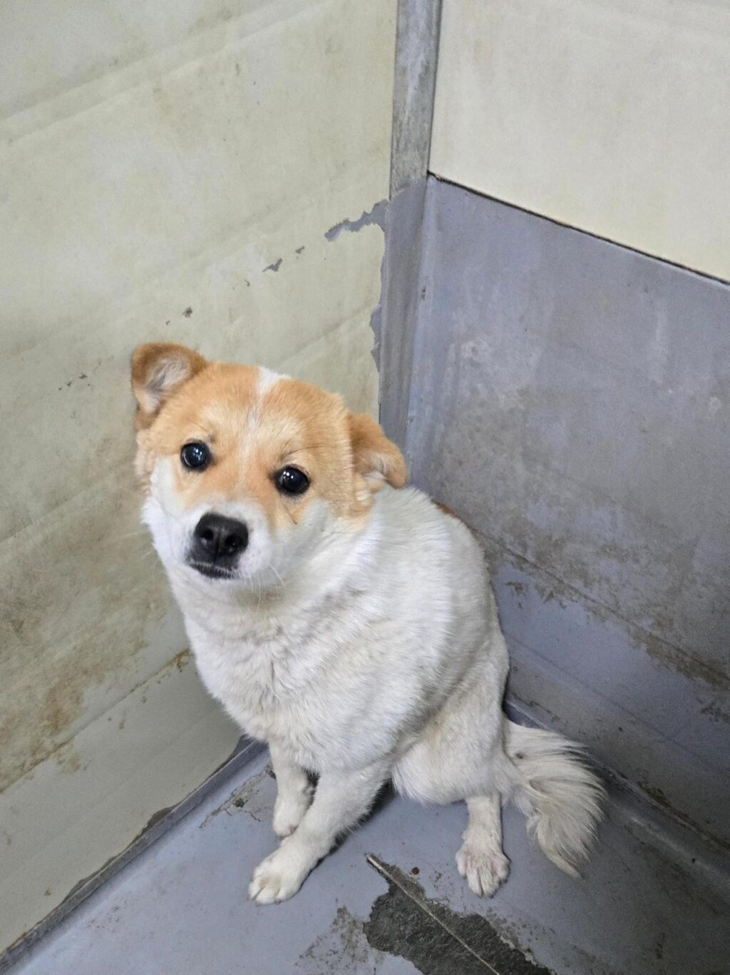 neugle pet 경남 합천 2026 00156