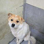 neugle pet 경남 합천 2026 00156