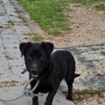 neugle pet 경남 합천 2026 00157