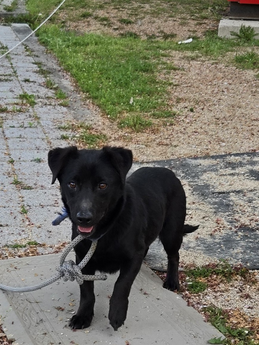 neugle pet 경남 합천 2026 00157