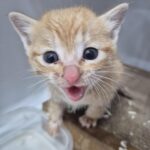 neugle pet 경남 합천 2026 00158