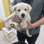 neugle pet 경남 합천 2026 00160