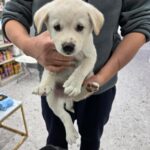 neugle pet 경남 합천 2026 00161