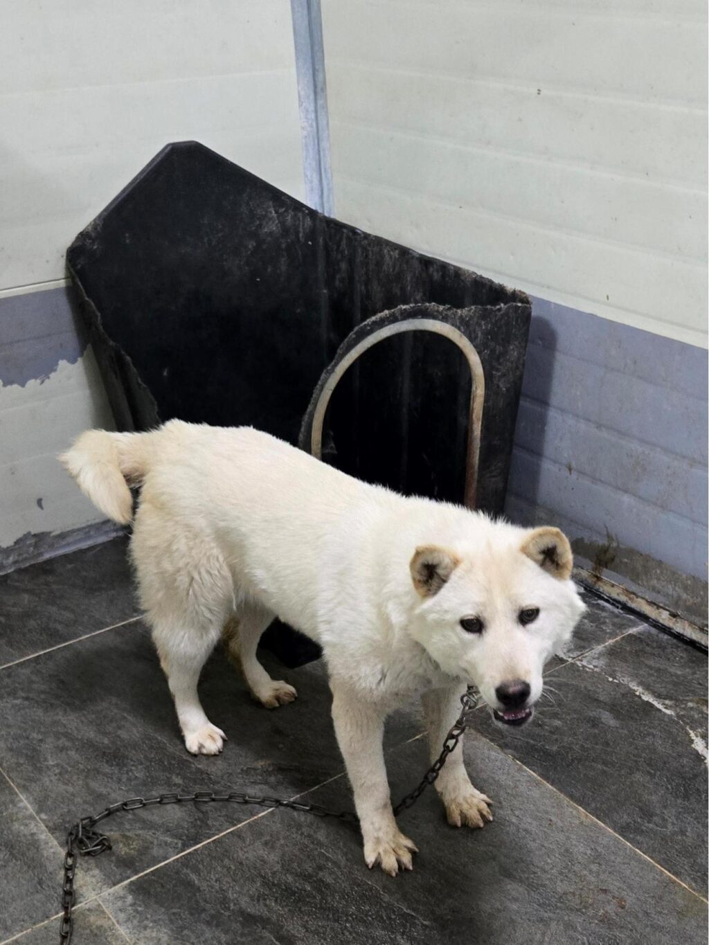 neugle pet 경남 합천 2026 00163