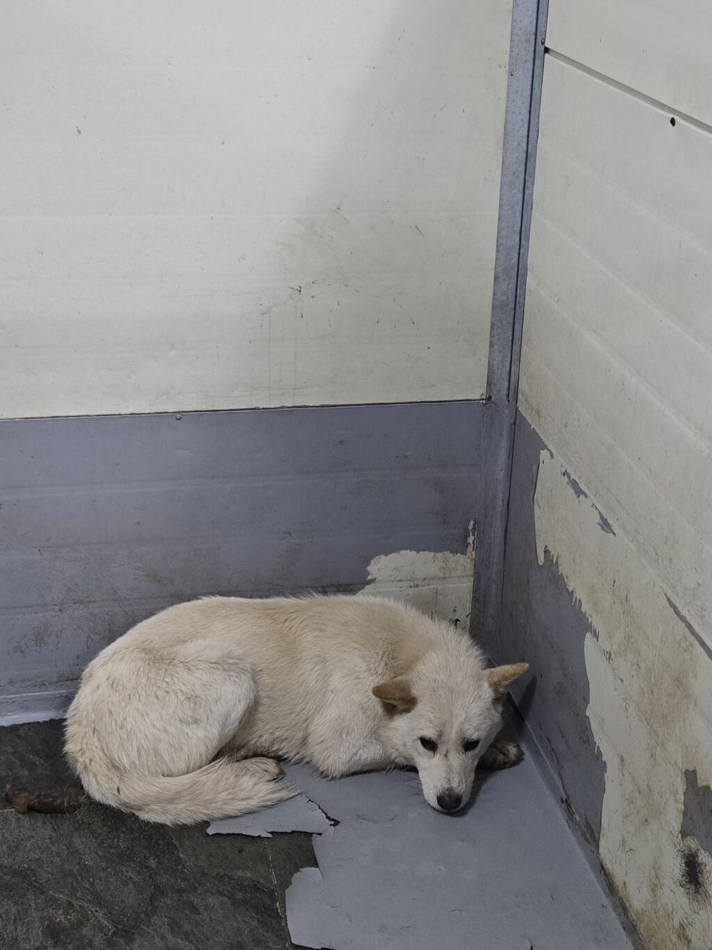 neugle pet 경남 합천 2026 00164