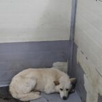 neugle pet 경남 합천 2026 00164